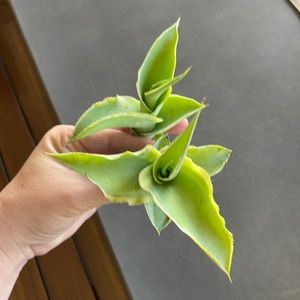 Variegated “stained glass” Octopus Agave